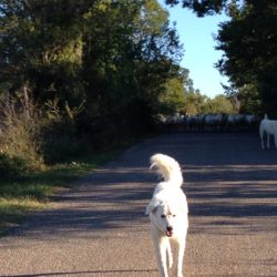 Toscana: il lupo nella  Maremma