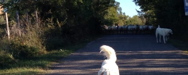 Toscana: il lupo nella  Maremma