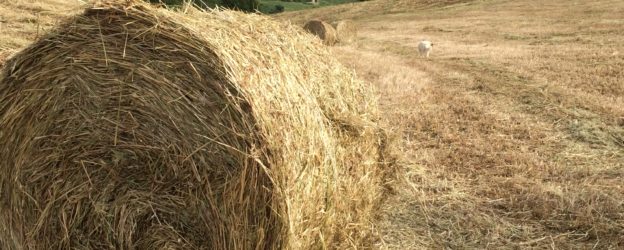 Casetta Tartuchino, vacanza in Toscana